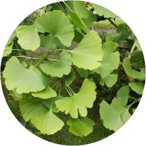 Maidenhair tree