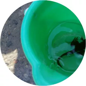 Maidstone Lake - Lake in Vermont