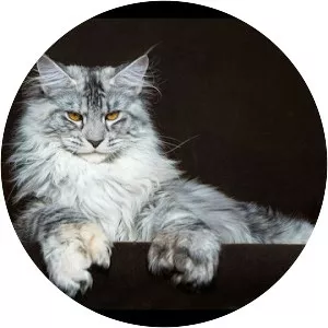 Maine Coon