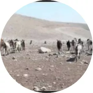 Mais Darwazah - Film director