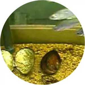 MAISON AQUARIUM DU VAL DE BESBRE- REOUVERTURE