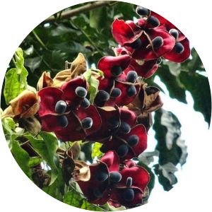 Majidea zanguebarica