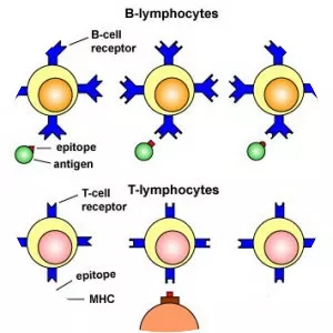 Major histocompatibility complex photograph