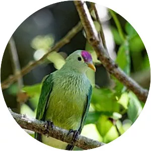 Makatea fruit dove
