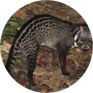 Malabar large-spotted civet - Animal