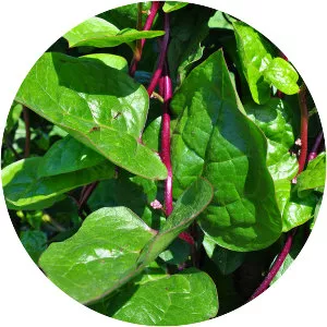 Malabar spinach
