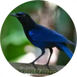 Malabar whistling thrush