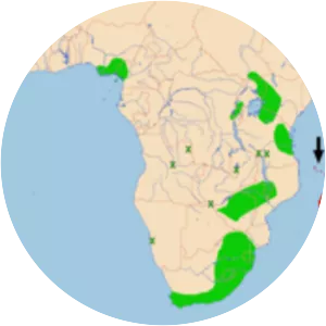 Malagasy black swift