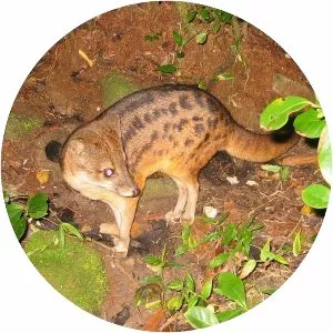 Malagasy civet