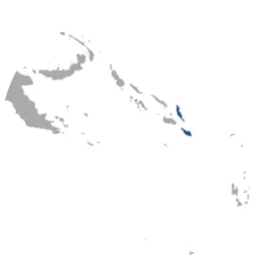 Malaita tube-nosed fruit bat - Animal