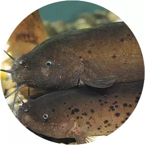 Malapterurus electricus