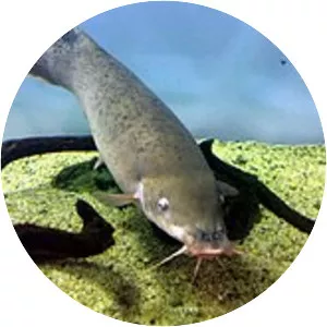 Malapterurus microstoma