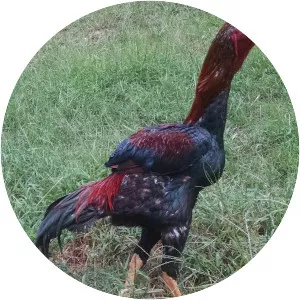 Malay chicken - Chicken breed