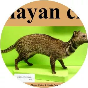 Malayan civet