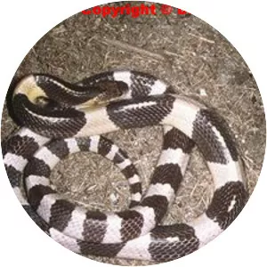 Malayan krait