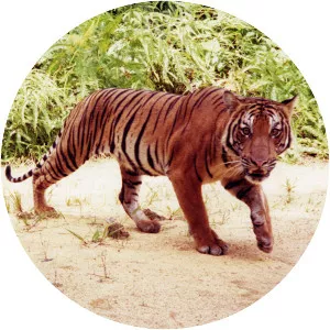 Malayan tiger