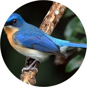 Malaysian blue flycatcher