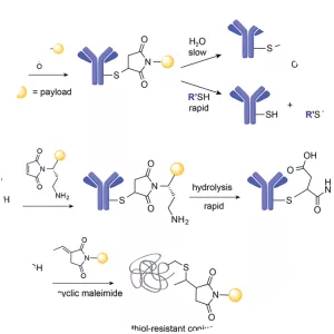 Maleimide - Chemical compound