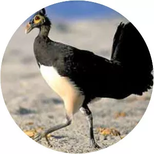 Maleo
