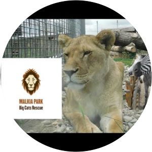 malkia park falknerei und minizoo devin