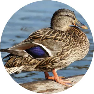 Mallard