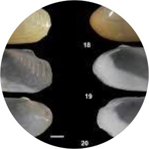 Malletiidae - 
