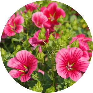 Malope - Plants