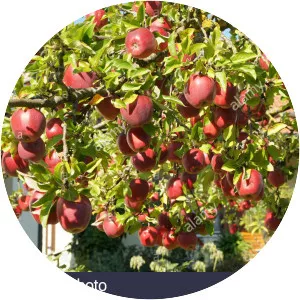 Malus domestica 'Gloster'