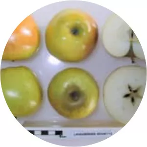 Malus domestica 'Landsberger Renette'