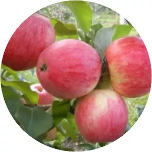 Malus Domestica 'Slava . . .