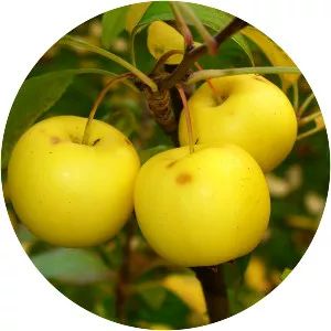 Malus sylvestris