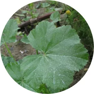 Malva pusilla