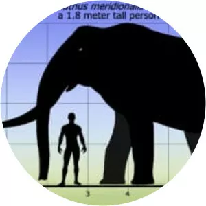 Mammuthus meridionalis