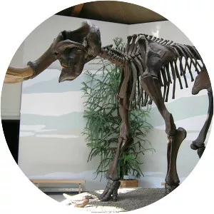 Mammuthus primigenius