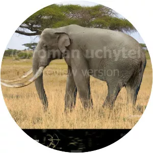 Mammuthus subplanifrons - Animal