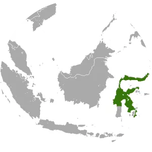 Manado fruit bat - Animal