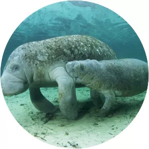 Manatee