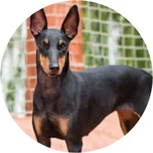 Manchester Terrier