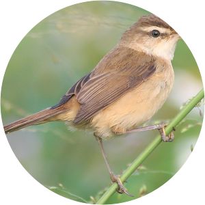 Manchurian reed warbler - Birds