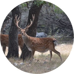 Manchurian sika deer