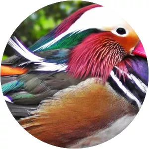 Mandarin duck