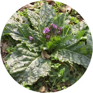 Mandragora autumnalis