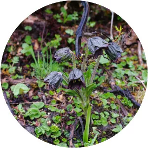 Mandragora caulescens