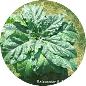 Mandragora turcomanica