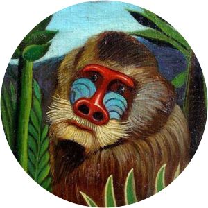 Mandrill in the Jungle