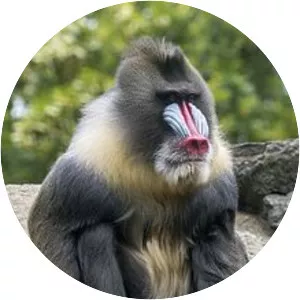 Mandrill