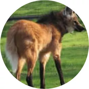 Maned wolf