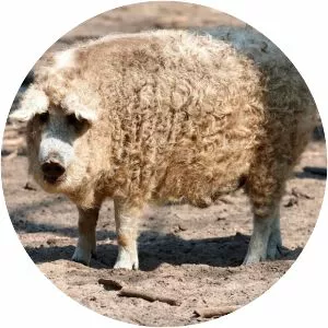 Mangalica