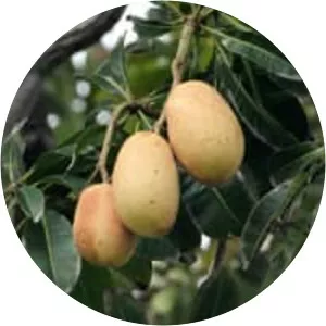 Mangifera caesia
