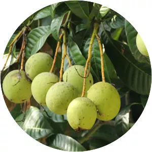 Mangifera foetida - Plants
